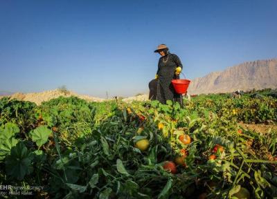 قطب فراوری گوجه فرنگی کشور اسیر مسائل متعدد، کشاورزان حمایت شوند