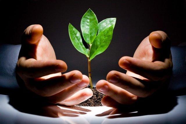 نهال، سنگ بنای باغبانی گیلان است
