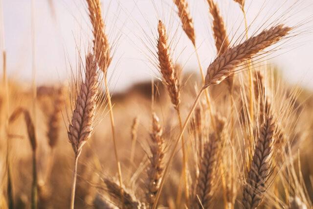 پیش بینی فراوری 740هزار تن گندم در استان همدان، افزایش 45درصدی قیمت خرید تضمینی