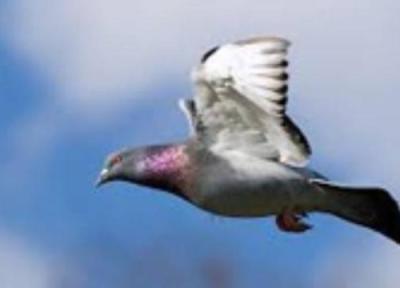 هوای آلوده باعث پرواز سریع تر کبوترها می شود