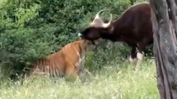 فیلم صحنه غافلگیری گاو وحشی در نبرد با ببر جسور