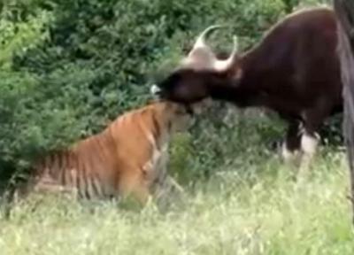 فیلم صحنه غافلگیری گاو وحشی در نبرد با ببر جسور