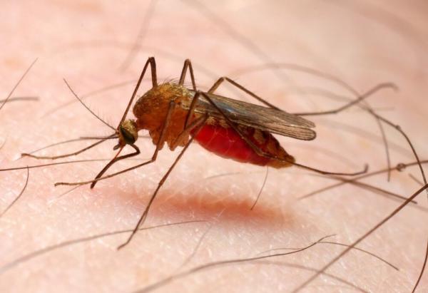رئیسی: هواپیماها می توانند پشه های مالاریا را در بین کشورهای مختلف جابجا نمایند