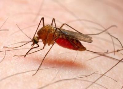 رئیسی: هواپیماها می توانند پشه های مالاریا را در بین کشورهای مختلف جابجا نمایند